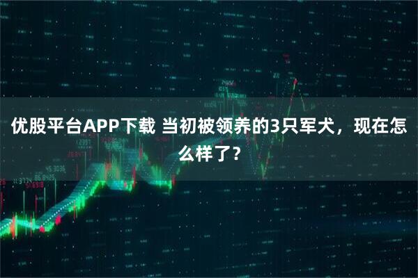 优股平台APP下载 当初被领养的3只军犬，现在怎么样了？